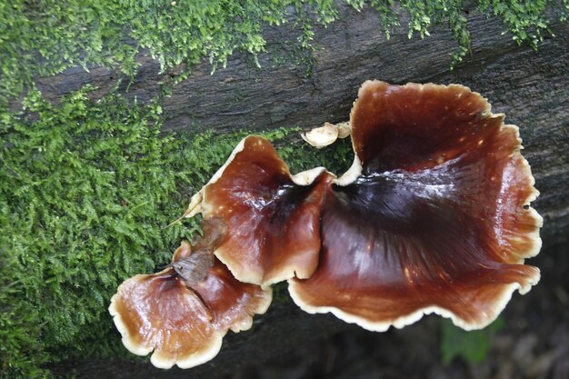 Setas en el Parque Nacional de Bialowieza