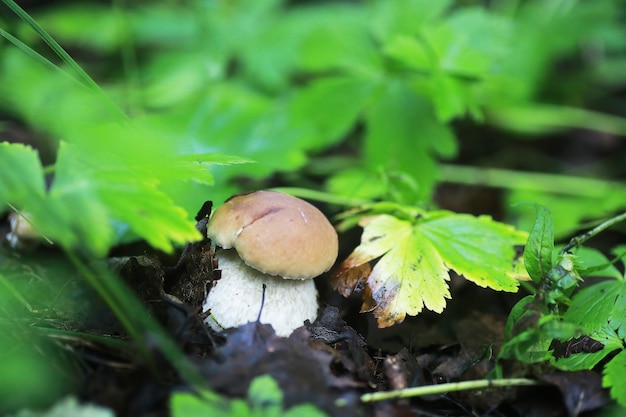 Setas pequeñas macro / bosque natural, fuerte aumento de moho de hongos venenosos