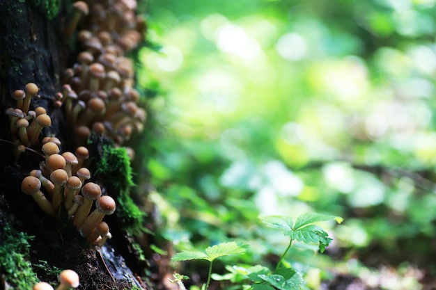 Setas pequeñas macro / bosque natural, fuerte aumento de moho de hongos venenosos