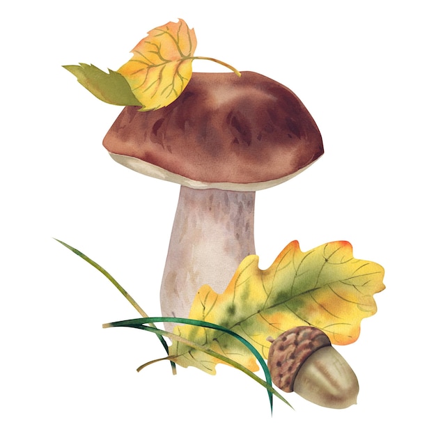 Setas porcini con hojas de otoño y bellotas Ilustración acuarela Plantas forestales Composición otoñal