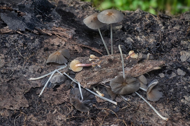 Foto setas psathyrellaceae que brotan del suelo