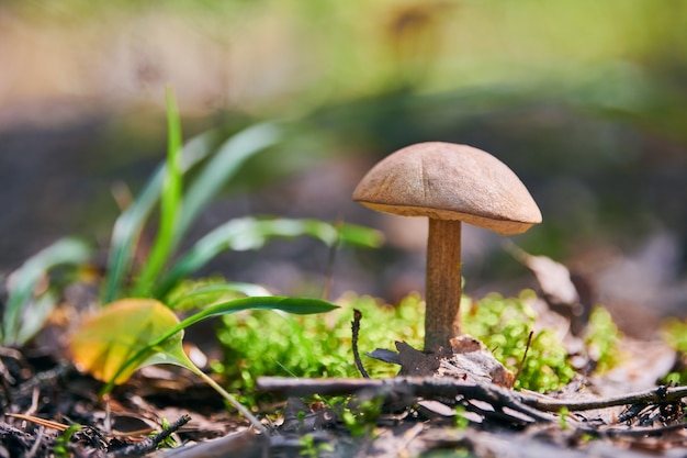 Setas que crecen en el bosque de otoño