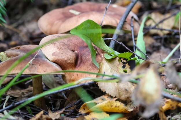 Setas que crecen entre hierba y hojas en el bosque