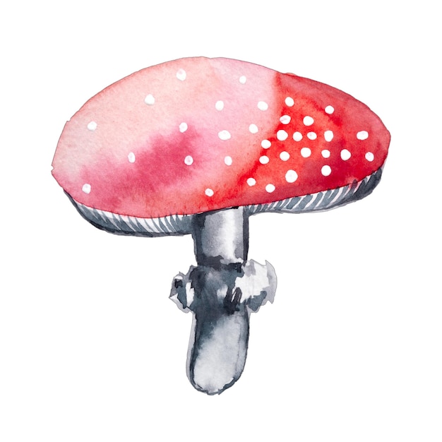 Foto setas rojas de acuarela con puntos blancos amanita seta de agárico de mosca aislada en blanco