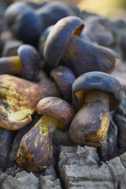 Foto setas silvestres crudas frescas alimentos orgánicos en un bosque cep otoño pan de centavo negro porcino o rey boletus generalmente llamado setas porcini negras el cep bolete setas en madera