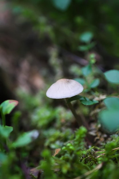 Setas silvestres que crecen en el bosque