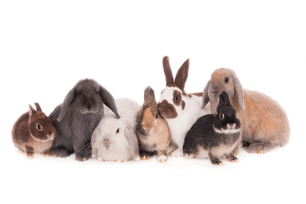 Sete coelhos diferentes posando juntos. Isolado no branco.