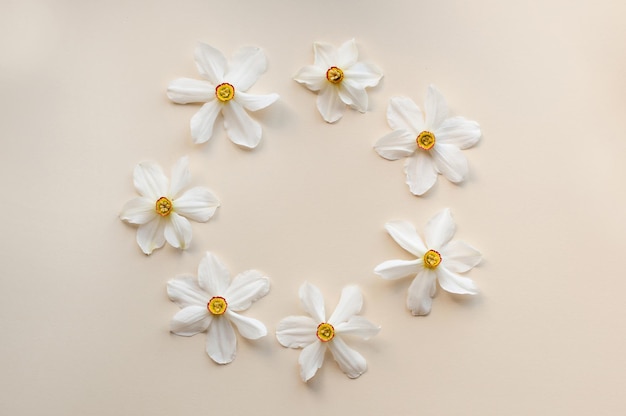 Sete flores de narciso com pétalas brancas e núcleos amarelos são dispostas na forma de um círculo