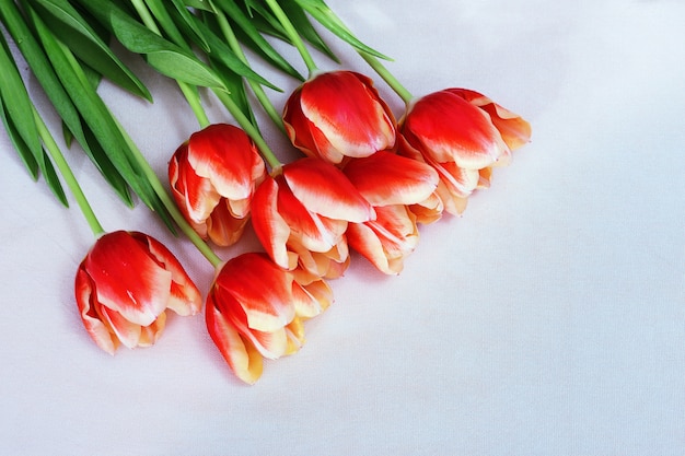 Sete tulipas vermelhas em pano leve. Flores com espaço de cópia. Tulipas buquê por amor. Flores frescas.