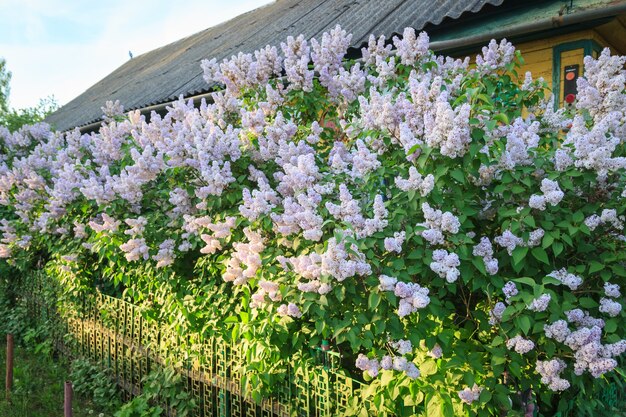 Un seto de arbustos de lilas en flor.