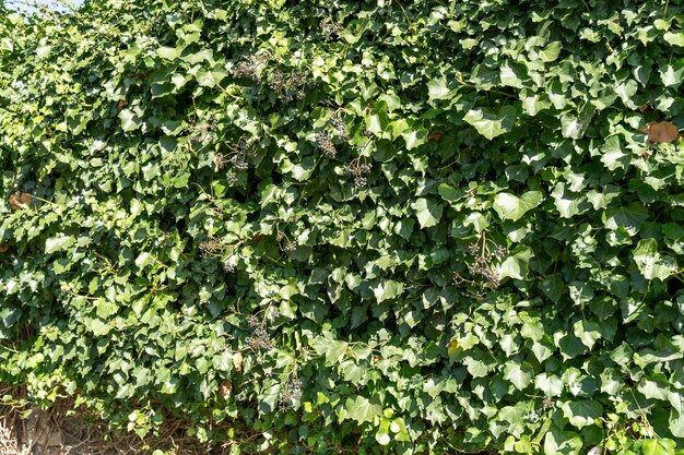 Un seto de hiedra está creciendo en una pared