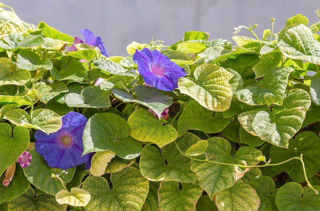 El seto en el jardín de la planta Convolvulus closeup en otoño día soleado