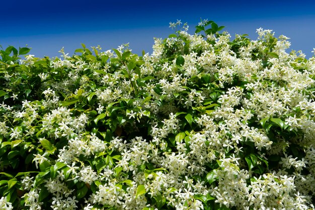 El seto de jazmín en flor en verano