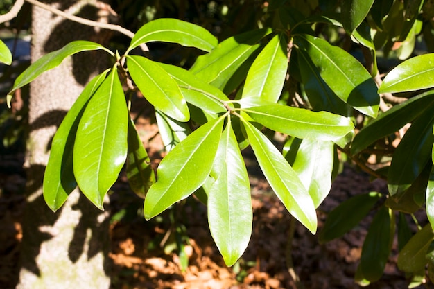 Foto seto de laurel creciendo en un jardín de primavera de cerca