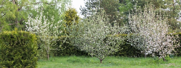 El seto de Thuja brabant y el huerto de manzanas en flor panorama foto panorámica