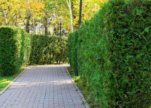 Seto de thuja Un camino entre coníferas Planta ornamental