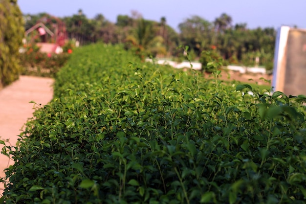 Un seto verde de un arbusto con la palabra té