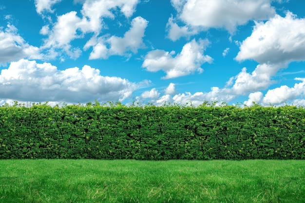 Un seto verde y exuberante bajo un cielo azul claro.