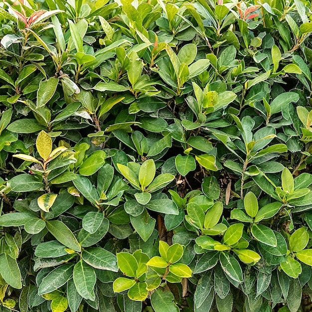 Seto verde de varias plantas para el fondo o la imagen de papel tapiz