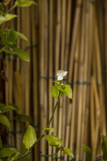 Setos con flores al costado