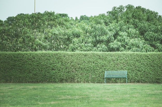 Setos y sillas en el jardín