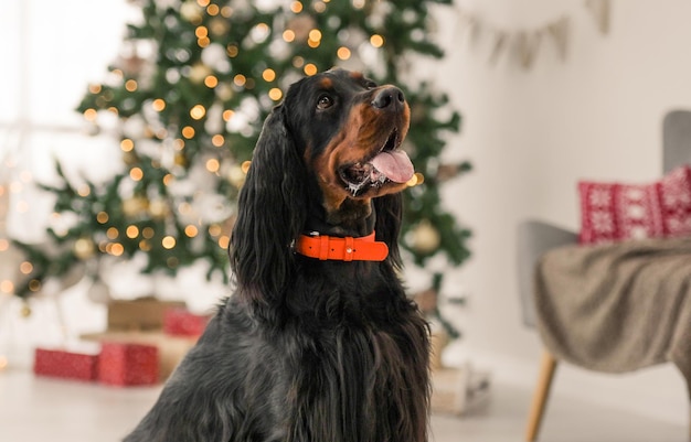 Setter Gordon na época do Natal