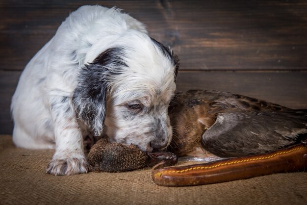 Setter inglés cachorro de perro de caza junto a un cuchillo de caza y un pato