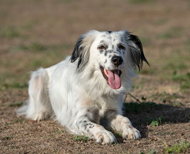 Setter inglês na natureza