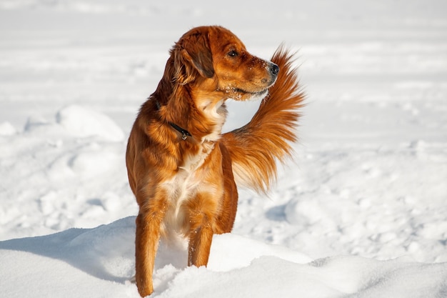 Setter irlandés está jugando en la nieve Retrato de primer plano