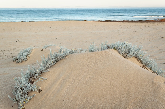 Setzen Sie mit Sanddünen und Marram-Gras im weichen Abendsonnenunterganglicht auf den Strand