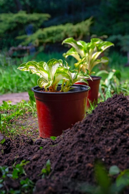 Setzlinge von Gartenpflanzen vorbereitet zum Umpflanzen in den Garten Töpfe mit Jungpflanzen Frühlingsarbeit im Garten