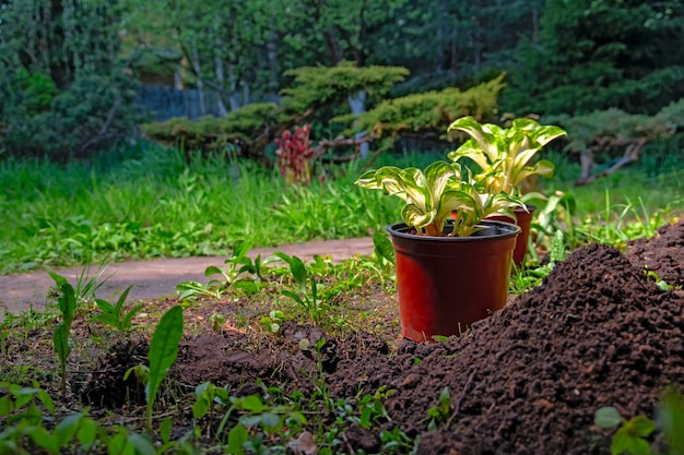 Setzlinge von Gartenpflanzen vorbereitet zum Umpflanzen in den Garten Töpfe mit Jungpflanzen Frühlingsarbeit im Garten