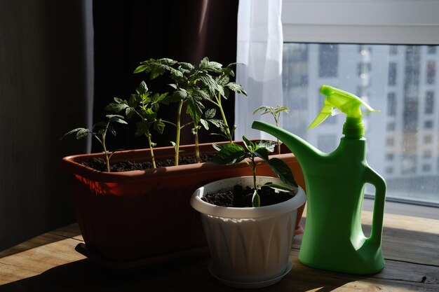Setzlinge von Tomaten und Paprika auf der Fensterbank Pflege und Bewässerung für Setzlinge in einem Topf