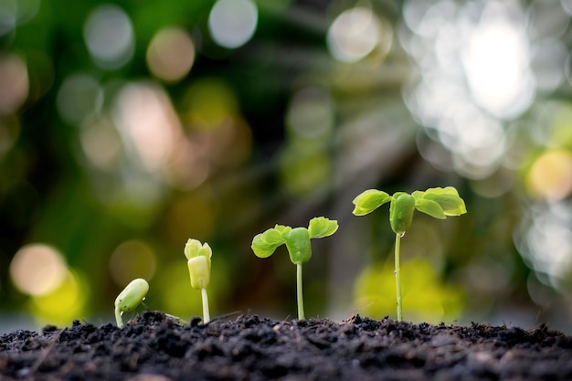 Setzlinge wachsen aus fruchtbarem Boden, einschließlich der Entwicklung des Pflanzenwachstums von Samen zu Setzlingen. Konzept von Ökologie und Landwirtschaft.