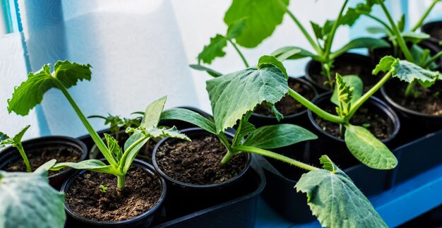 Setzlinge zum Anpflanzen von Zucchini am Fenster Selektiver Fokus Natur