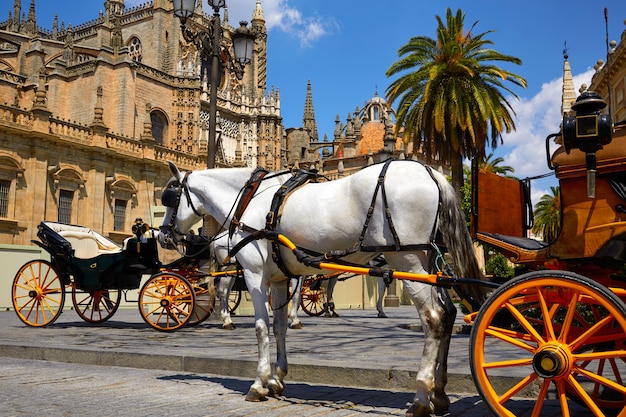 Sevilla Pferdewagen in der Kathedrale von Sevilla