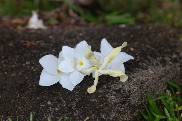 Seychelles flor branca