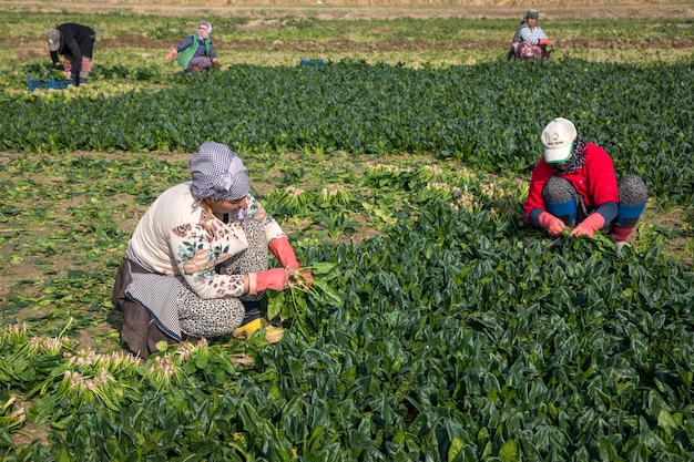 Seyrek - Foca - Izmir - Turquia, 25 de janeiro de 2023, trabalhadores sazonais trabalhando em um campo de espinafre.