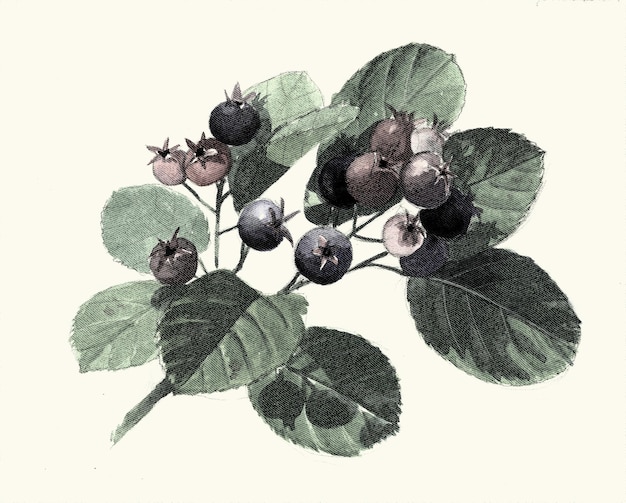 Foto shadbush grabado digital vintage botánico
