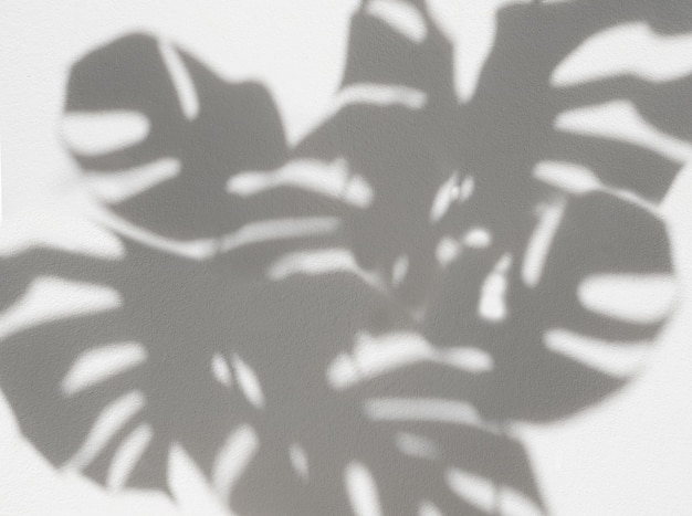 Foto shadow monstera deixa plantas de casa para plano de fundo e maquete
