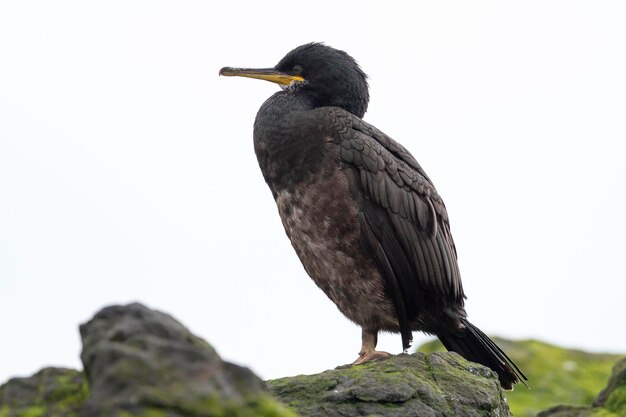 Shag Phalacrocorax Aristotelis Farne Islands England