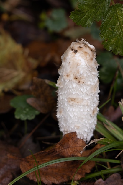 Shaggy Cap, Shaggy Inkcap o Peluca de abogado (coprinus comatus)