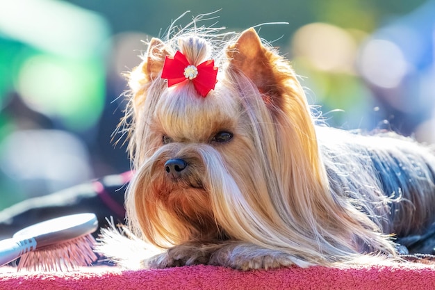 Shaggy Hunderasse Yorkshire Terrier hautnah mit einer Schleife auf dem Kopf