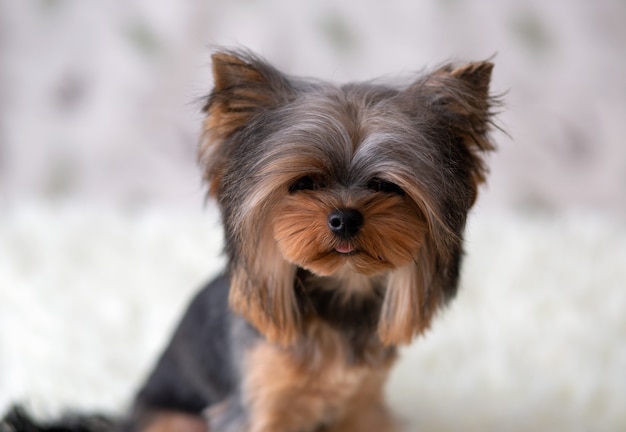 Shaggy mes de edad yorkshire terrier mirando el marco