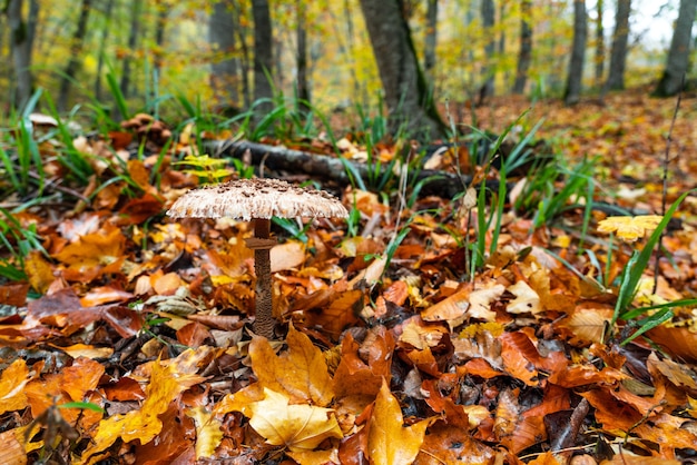 Shaggy Parasol-Pilz in einem Wald. Chlorophyllum-Rhacodes