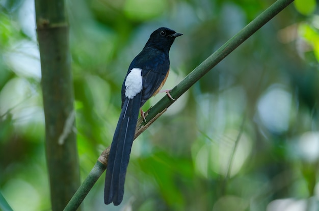 Shama blanco-rumped parado en una rama