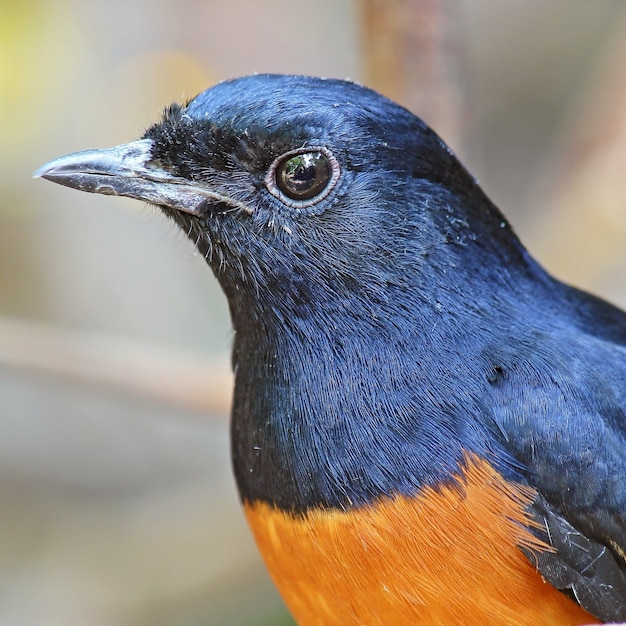 Shama macho de rabadilla blanca (Copsychus malabaricus)