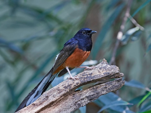 Shama rabadilla blanca Copsychus malabaricus