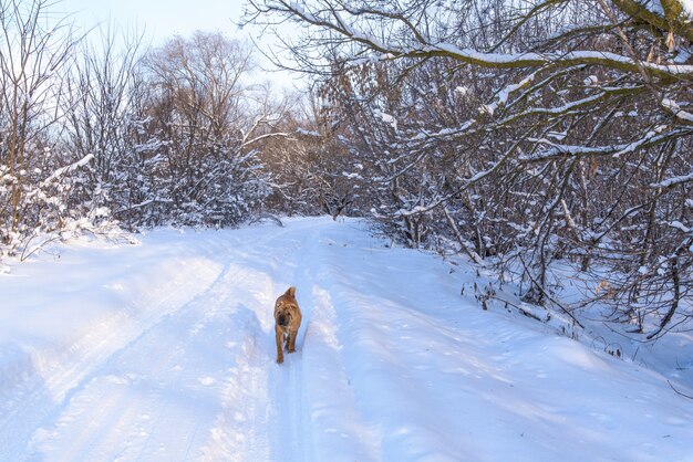 Shar Pei cachorro, atravessar a floresta de inverno.