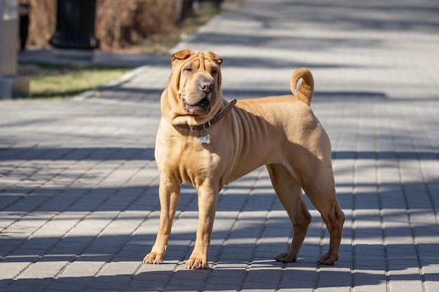 Shar Pei cachorro en el jardín